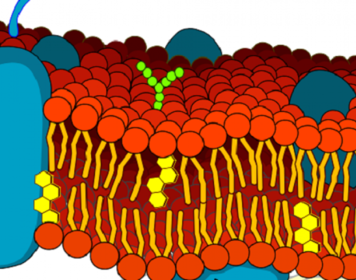 Artist impression of a cell membrane