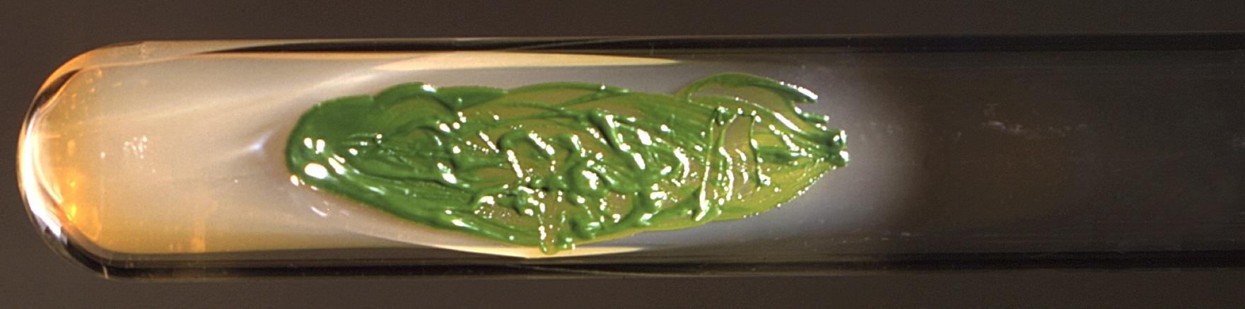 Green algae grown in a slant agar tube