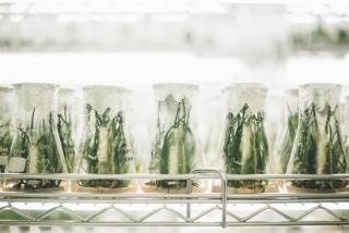 Growing of plants in a laboratory