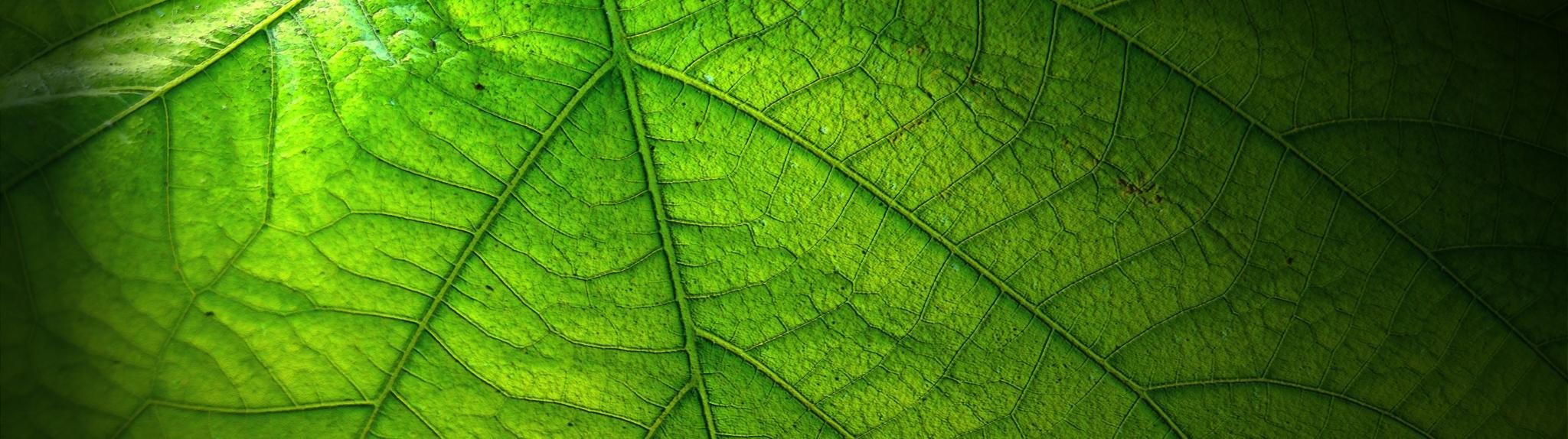 Close up of a green leaf