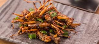Fried grasshoppers